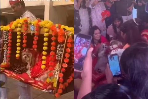 dog wedding