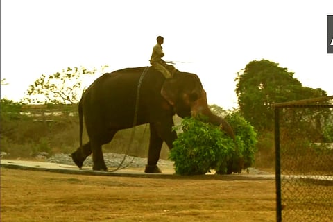 elephant