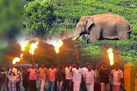 elephant