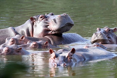 hippo