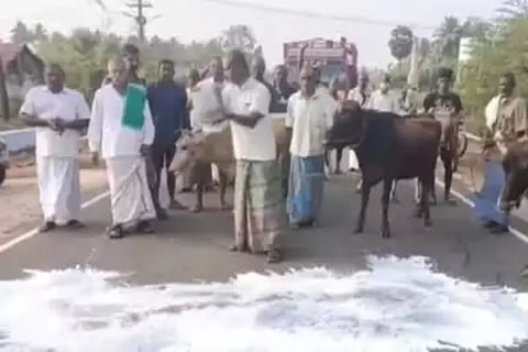 milk
