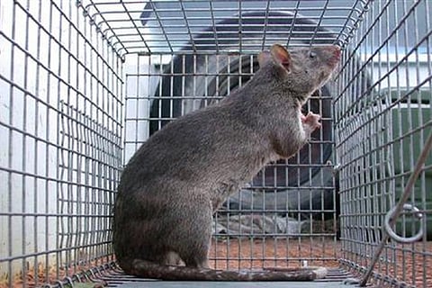 rodents