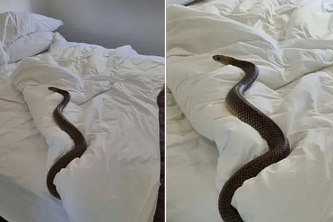 snake