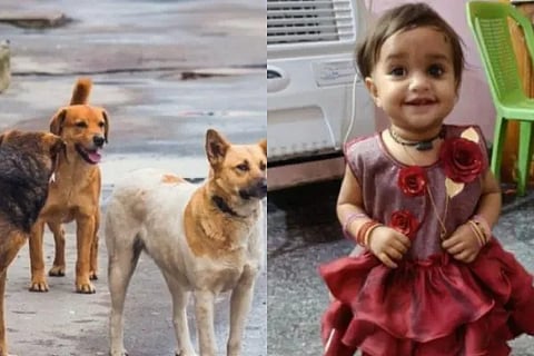 An 18 month old child end life in an attack by stray dogs