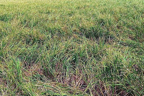 Arakera rain