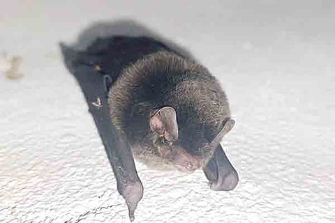 BAT NARAGUND