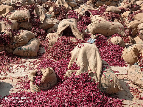 byadagi chilli bags