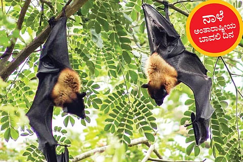 Bat Day