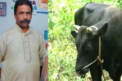 Bull Attack