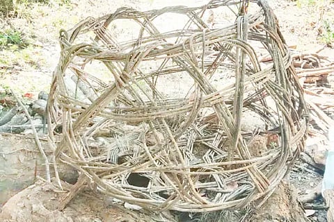 Photo of Butti 2