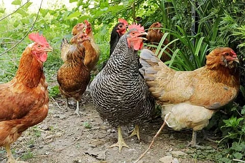 Chicken