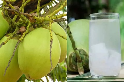 Coconut Water