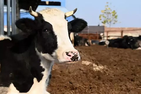 Cows