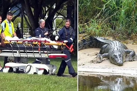 Crocodile