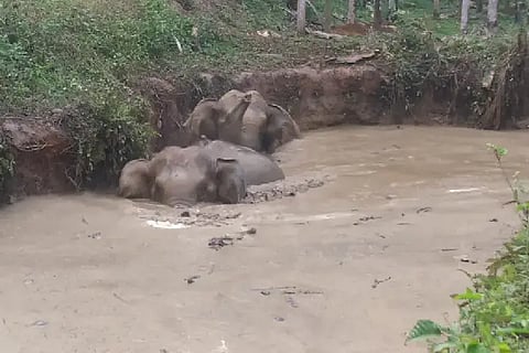 Elephant