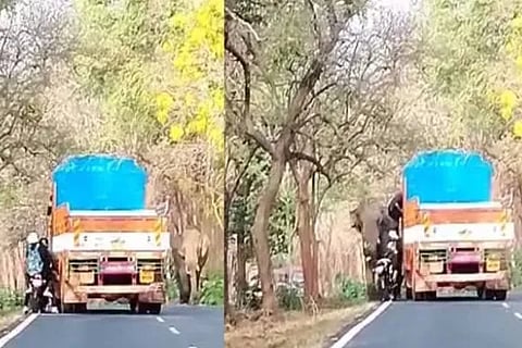 Elephant Attack