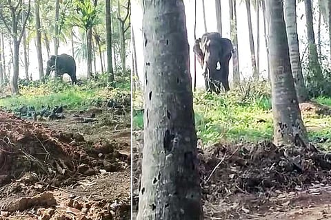 Elephant F