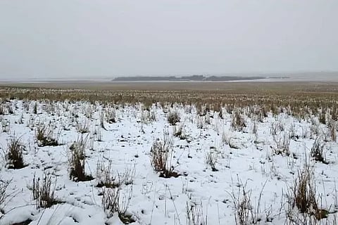 Find the animal