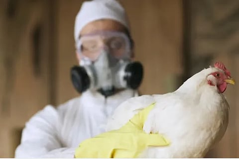 H3N8