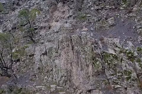 Himalayan Lynx 0