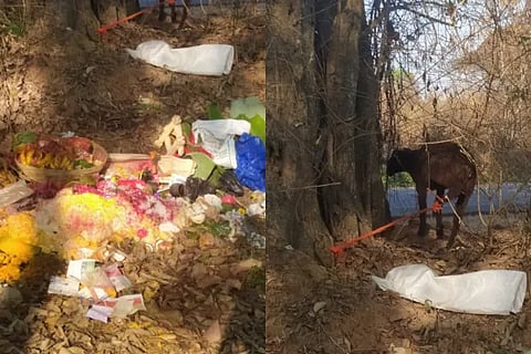Live Sheep Turmeric Kumkum Gombe at the Witchcraft Apprehensive Site in Shivamogga