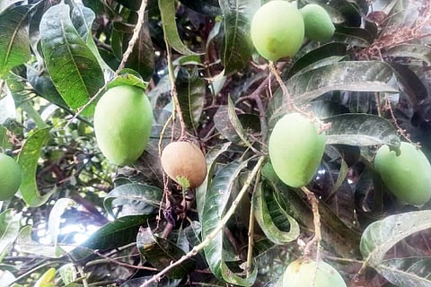 Mango