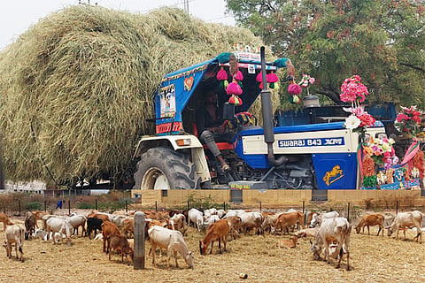 Manvi Fodder Cow