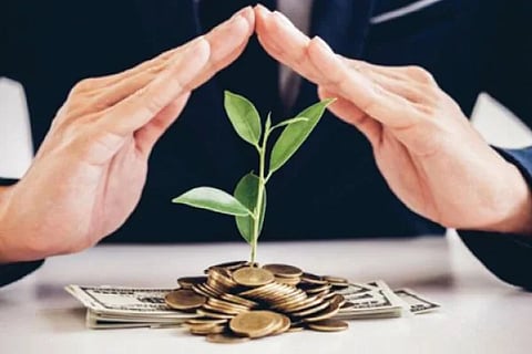 Money Plant