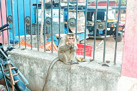 Monkey eating banana