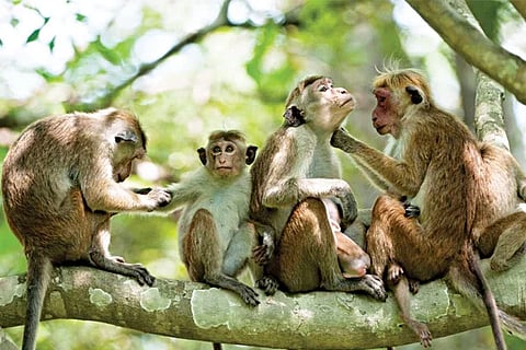 Monkey