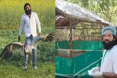 Sarus Crane