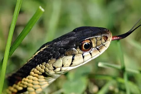 Snake