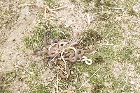 Snakes