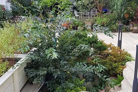 Spot The Cat