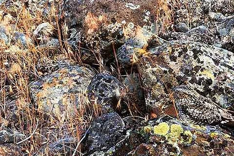 Spot the Bird