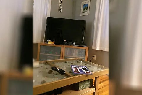 Spot the Cat