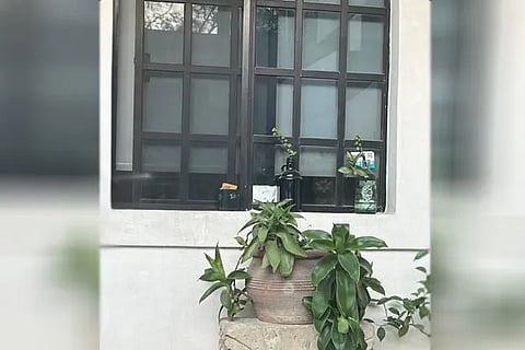 Spot the cat