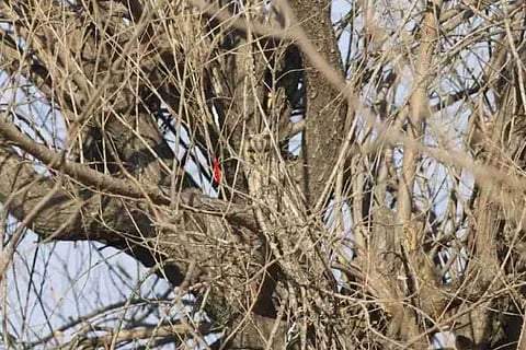 Spot the owl
