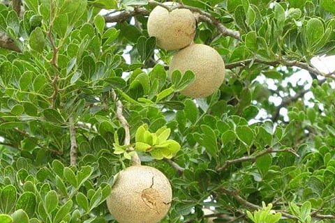 bela fruit