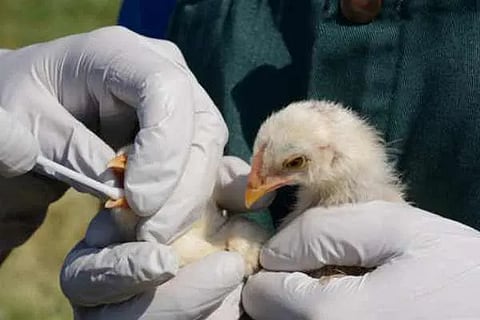 bird