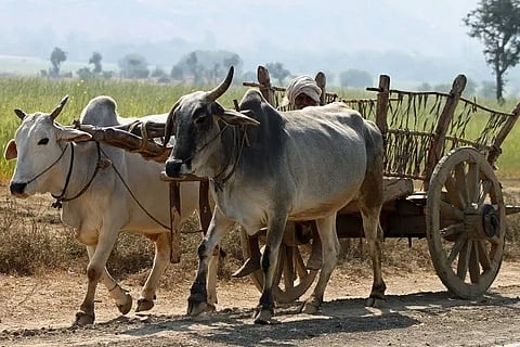 bullock cart