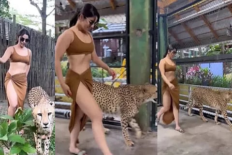 cheetah