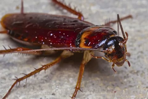 cockroach