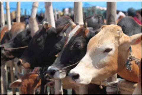 cow