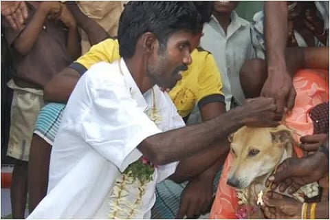 dog wedding