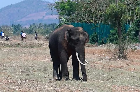 elephant