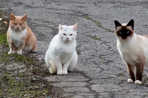 feral cats