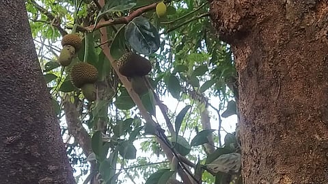 Grapefruits in a jack-fruit tree