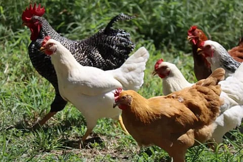 hen