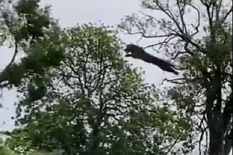 leapord